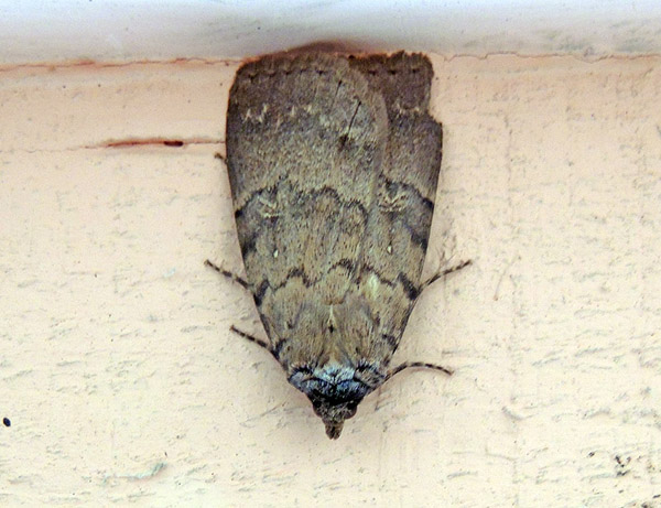 Apopestes spectrum Erebidae